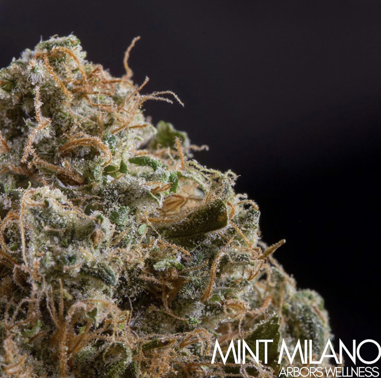 Arbors Wellness Mint Milano Leafly